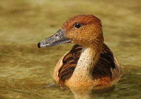 Photo: Fulvous whistling duck