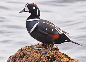 Photo: Harlequin duck