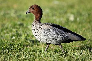 Photo: Australian wood duck