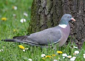 Photo: Common wood pigeon