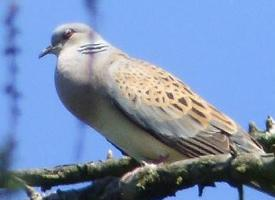 Photo: European turtle dove