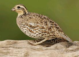 Photo: Northern bobwhite