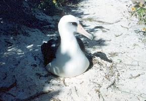 Photo: Laysan albatross