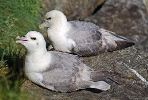 Photo: Northern fulmar