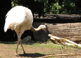 Photo: Greater rhea