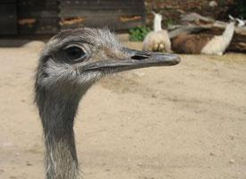 Photo: Emu