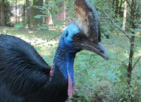 Photo: Southern cassowary