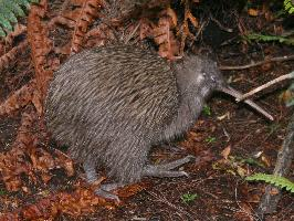 Photo: North island brown kiwi