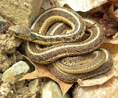 Photo: Common garter snake