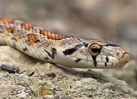 Photo: European ratsnake