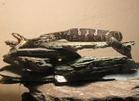 Photo: Amur rat snake