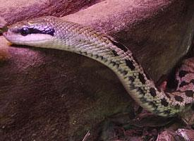 Photo: Beauty rat snake