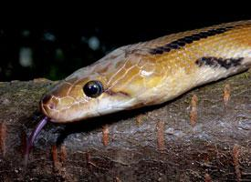 Photo: Common trinket snake