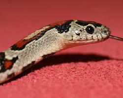 Photo: Mexican kingsnake