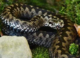 Photo: Common european adder