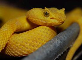 Photo: Eyelash viper