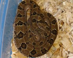 Photo: Rhombic night adder