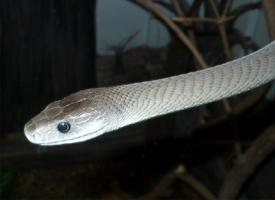 Photo: Black mamba