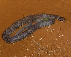 Photo: Tiger snake