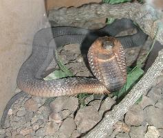 Photo: Egyptian cobra