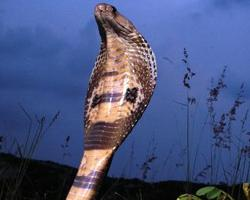 Photo: Indian cobra