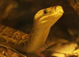 Photo: Cuban boa