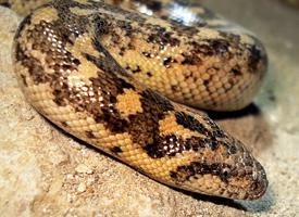 Photo: Javelin sand boa