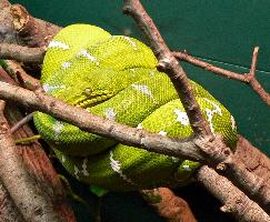 Photo: Emerald tree boa