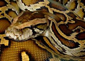 Photo: Indian python