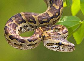 Photo: Central african rock python