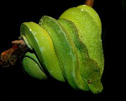 Photo: Green tree python