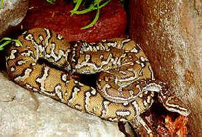 Photo: Angolan python