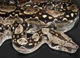 Photo: Boa constrictor