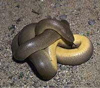 Photo: Rubber boa