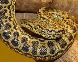 Photo: Yellow anaconda