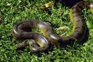 Photo: Green anaconda