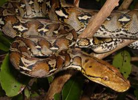 Photo: Reticulated python