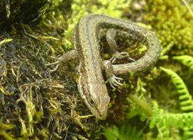 Photo: Common wall lizard