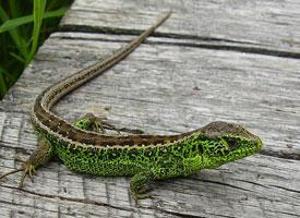 Photo: Sand lizard