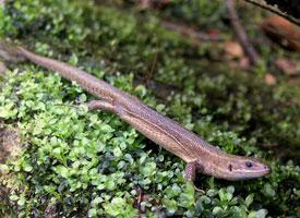 Photo: Viviparous lizard