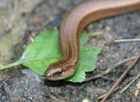 Photo: Slow worm