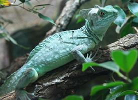 Photo: Plumed basilisk