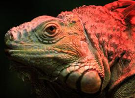 Photo: Green iguana