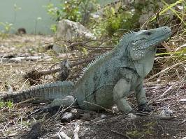 Photo: Blue iguana