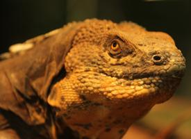 Photo: Black iguana