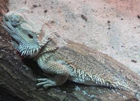 Photo: Central bearded dragon