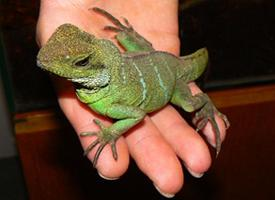 Photo: Chinese water dragon