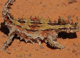 Photo: Thorny devil