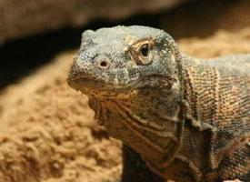 Photo: Komodo dragon