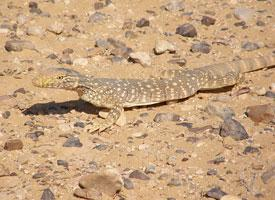 Photo: Desert monitor